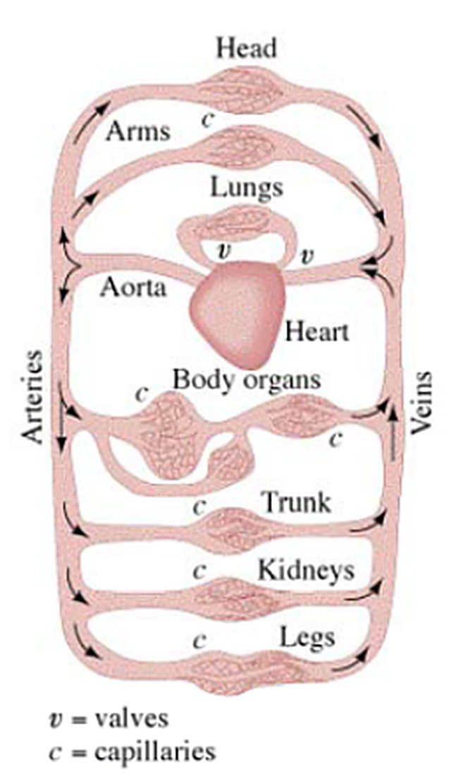 The human circulatory system: aorta, arteries, capillaries and veins