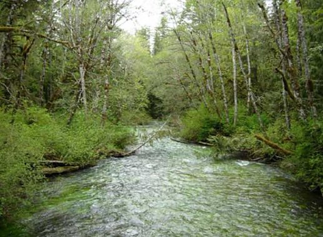 A narrow, fast-moving stream