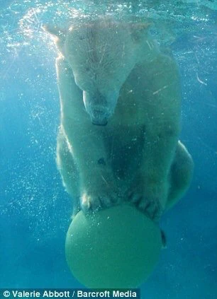 A polar bear holding a ball under water