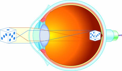 image of Eye on retina